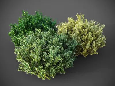XfrogPlants Spindles - Euonymus Fortunei 3D model