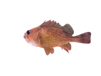 Low-Poly Honeycomb Rockfish Animated  Low-poly 3D model