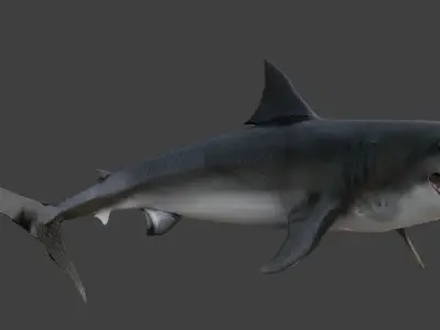 animated sharks 3D model