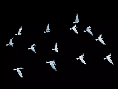 Seagull Animated Low-poly 3D model