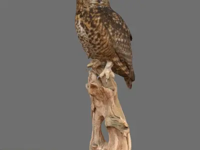Bubo Capensis Owl Low-poly 3D model