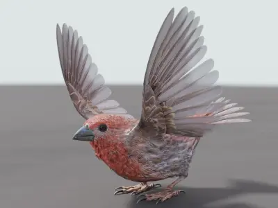 House finch - Blender Low-poly 3D model