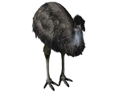 Emu with realistic fur Low-poly 3D model