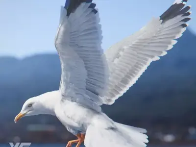 Seagull Animation - VFX Grace 3D model