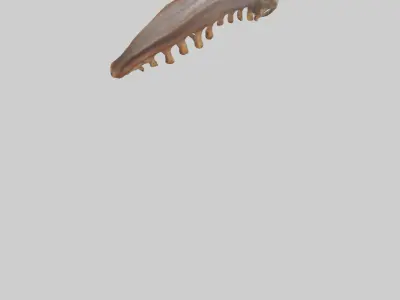 Squirrel Rib 3D model