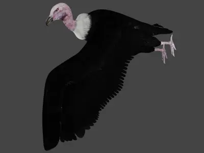 Vulture low poly fully rigged 2 Low-poly 3D model