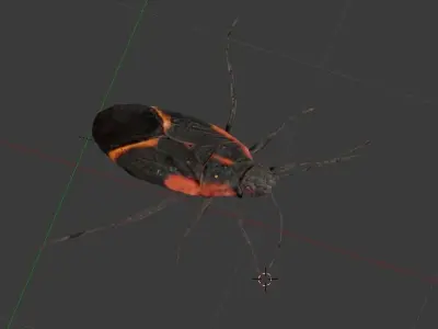 Box Elder Bug Low-poly 3D model