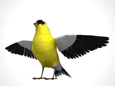 3D Bird Pack North American Eastern Goldfinch Male and Female Low-poly 3D model