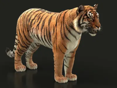 Bengal Tiger ANIMATED XGEN