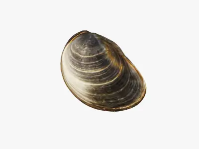 Clam Shellfish Free 3D model