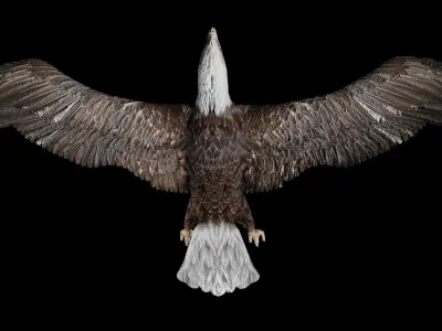 Bald Eagle Low-poly 3D model