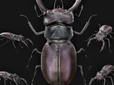 Stag Beetle Rigged Low-poly 3D model