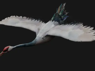 Crane Bird A5 3D model
