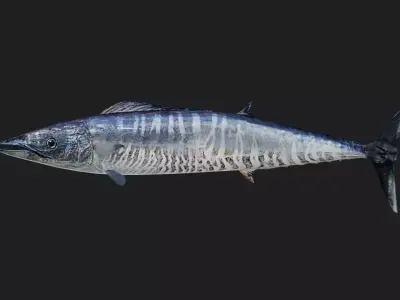 Wahoo Low-poly 3D model