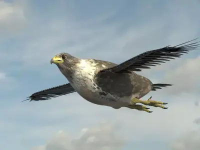 Falcon Bird Rigged 3d model Free low-poly 3D model