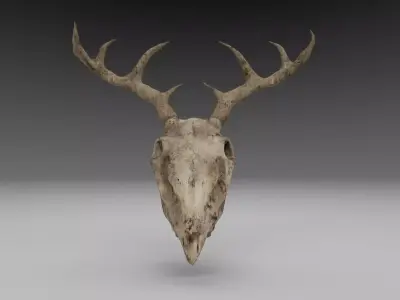 Deer Skull Low Poly 3D Model with Imperfections Free low-poly 3D model