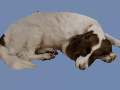 Old Sleeping Springer Spaniel Dog Photoscan Low-poly 3D model