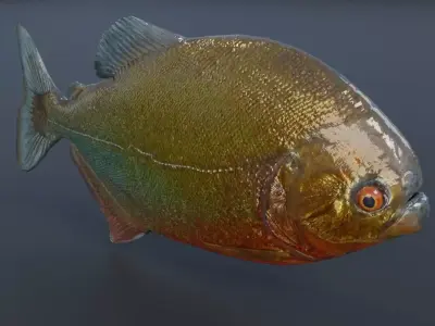 Piranha fish Free low-poly 3D model