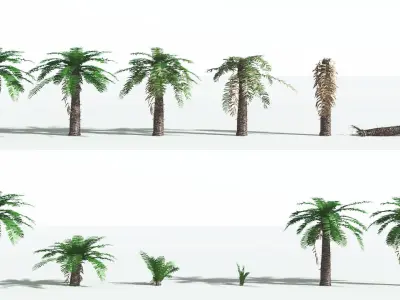 EVERYPlant Pseudoctnis Cycad 1 --12 Models-- 3D model