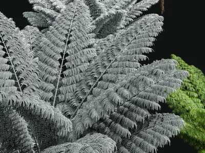 Spinulosa Fern Decorative 3 trees Free 3D model