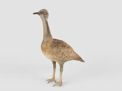 Houbara bird 3D model