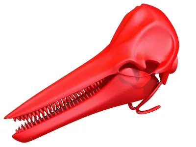 Printable Dolphin Skull 3D model