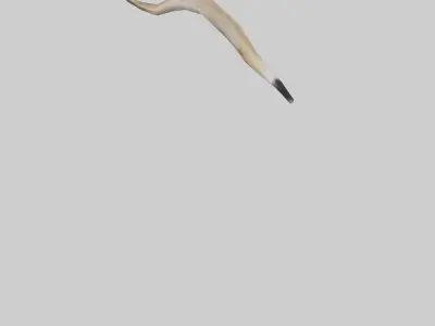 Coyote Tail Low-poly 3D model