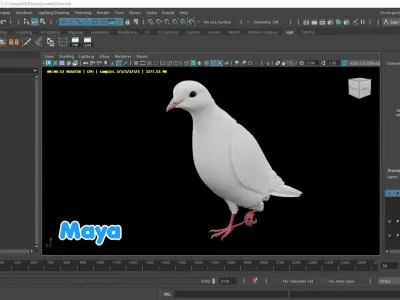 Realistic Animated White Dove Low-poly Low-poly 3D model