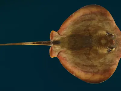 Red Stingray Animated  Low-poly 3D model