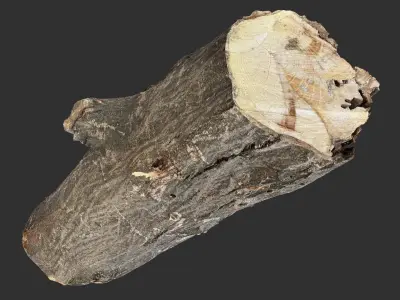 3d scan tree trunk in highpoly 3D model