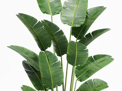 Indoor Plants 23-Bird of paradise 3D model