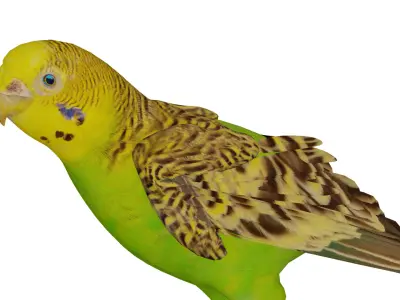 Budgerigar Parrot Bird Low-poly 3D model