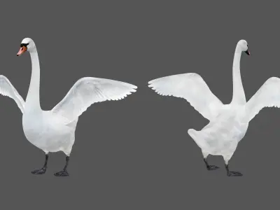 Realistic Swan 3D model
