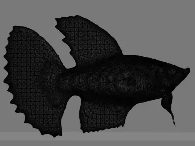 Betta Fish 3D model
