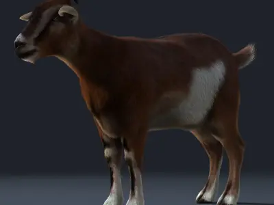 Goat (2) (ANIMATED) (FUR) 3D model