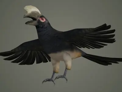 bird wildlife nature wild realistic animals feather hornbill  3D model