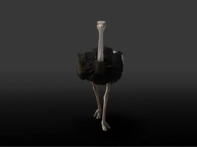 Ostrich Animated 3D model