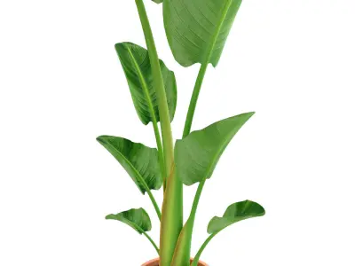 ikea STRELITZIA Potted plant Bird of paradise 3D model