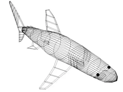 Shark - Whitetip 3D model