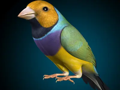 Finch - Wings Folded 3D model