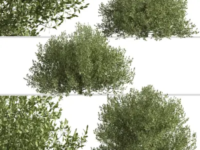 Set of Buxus bodinieri or Buxus Shrub -3 Shrubs 3D model