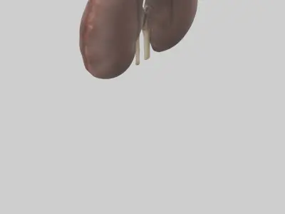 Elephant Kidneys Low-poly 3D model