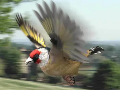 European Goldfinch - rigged - animated 3D model