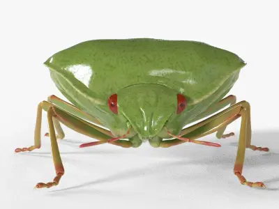 4k Stink bug 3D model