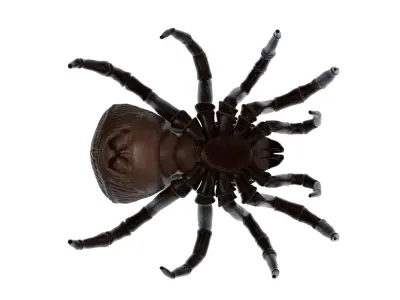 Hourglass Spider 3D model