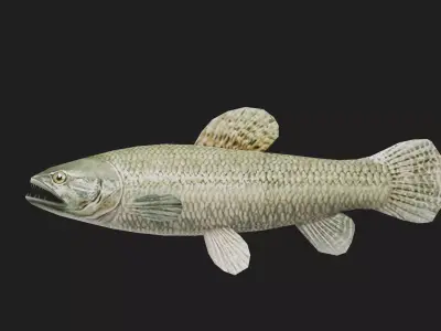 Gianttrahira Low-poly 3D model