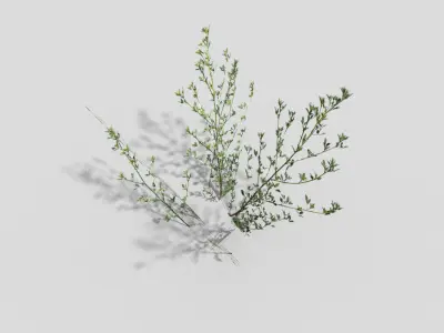 Grass juniper Low-poly 3D model