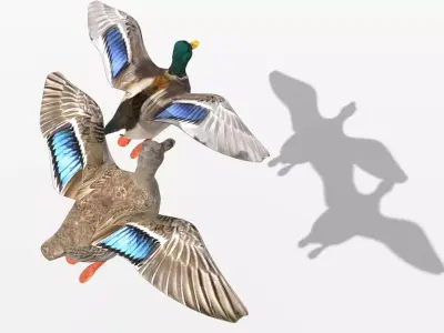 Ducks two Low-poly 3D model