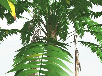 EVERYPlant African Oil Palm LowPoly 1 --16 Models-- Low-poly 3D model