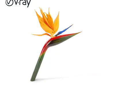 Exotic Bird of Paradise Flower Model Pack Low-poly 3D model